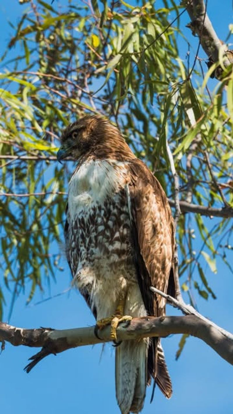 Nearby Trees Offer Good Perching Locations