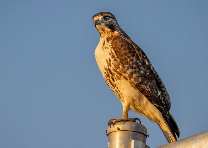 Nearby Trees Or Poles May Be Serving As Lookout Perches Nearby Trees Or Poles May Be Serving As Lookout Perches