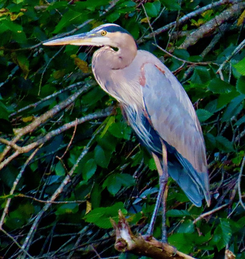 Nearby Trees Provide Resting Spots