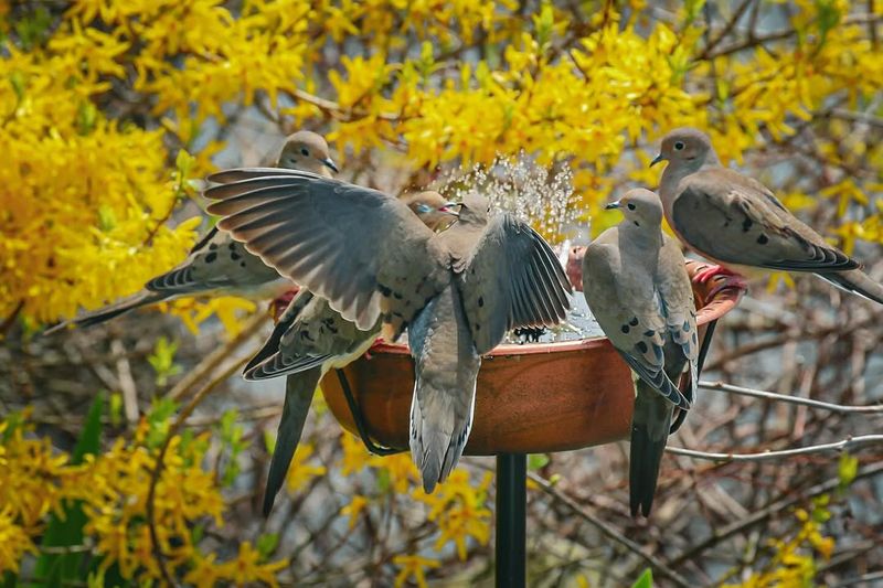 Nearby Water Or Daily Yard Activity May Play A Role