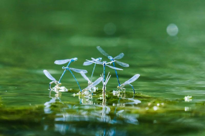 Nearby Water Supports Their Life Cycle Nearby Water Supports Their Life Cycle