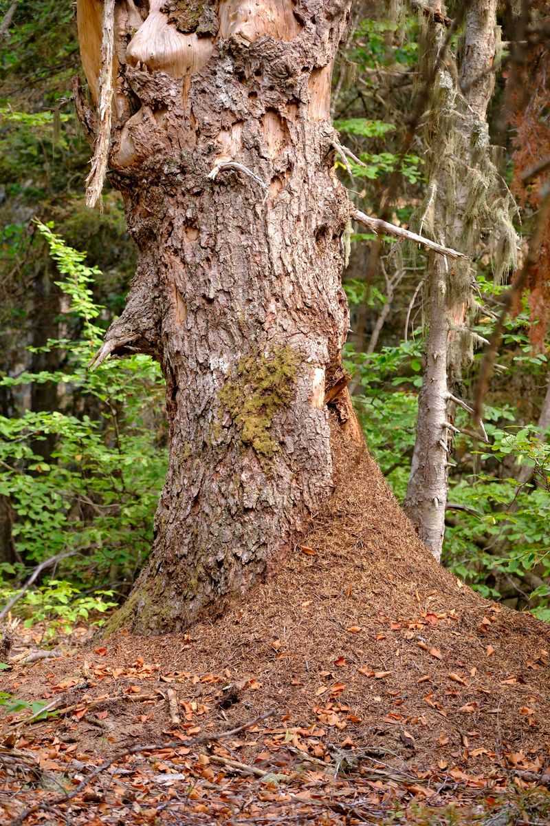 Nearby Wooded Areas Act As A Constant Source Nearby Wooded Areas Act As A Constant Source