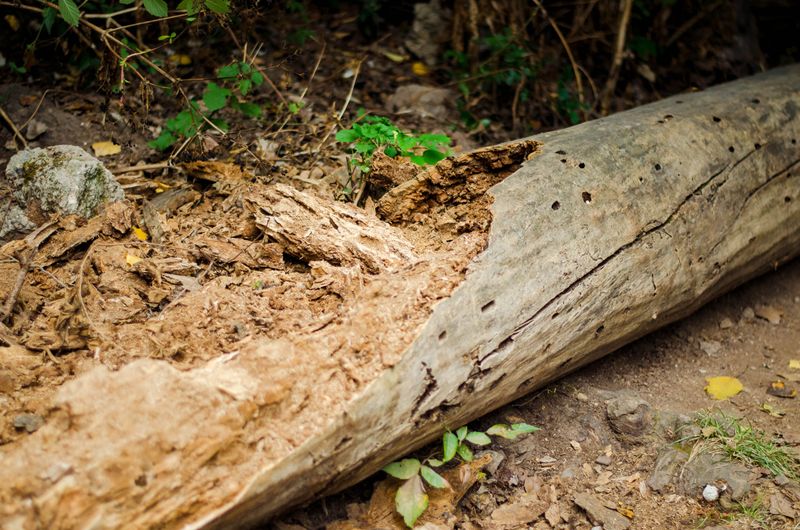 Nearby Wooden Debris Signals A Welcome Habitat Nearby Wooden Debris Signals A Welcome Habitat