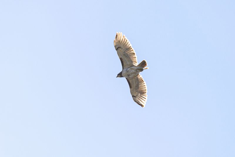 Nebraska Species Most Likely Circling Over Your Property