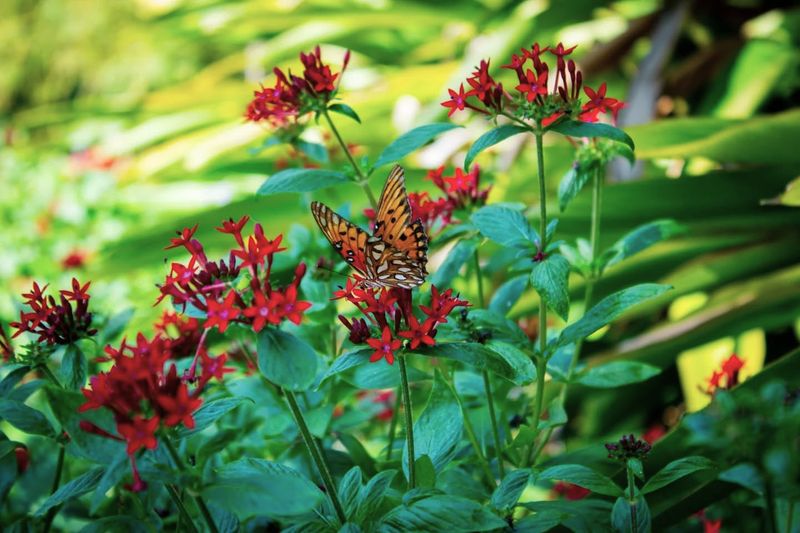 Nectar Blooms Are Too Sparse Between Seasons