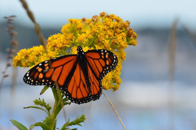 Nectar Flowers Can Turn A Passing Monarch Into A Longer Stay Nectar Flowers Can Turn A Passing Monarch Into A Longer Stay
