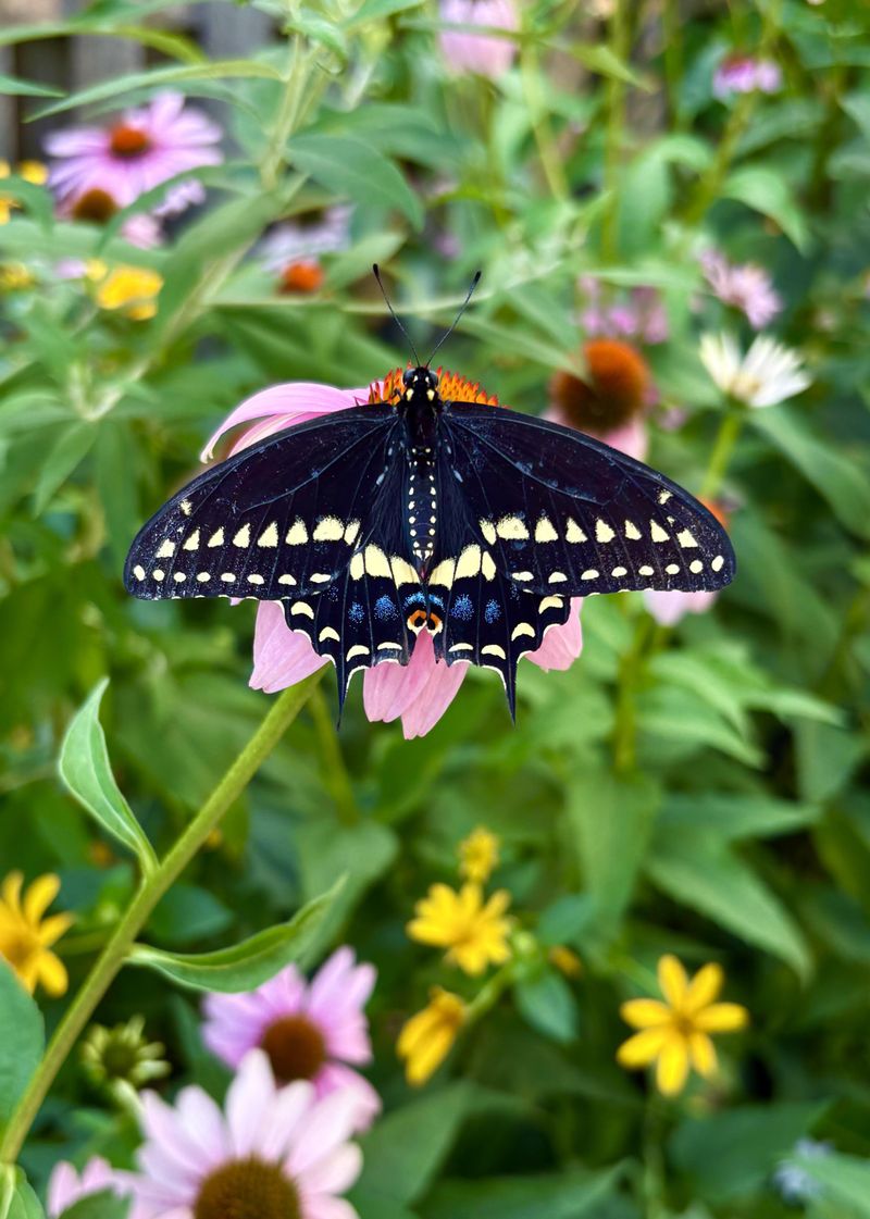Nectar Flowers Can Turn A Quick Visit Into A Longer Stay Nectar Flowers Can Turn A Quick Visit Into A Longer Stay