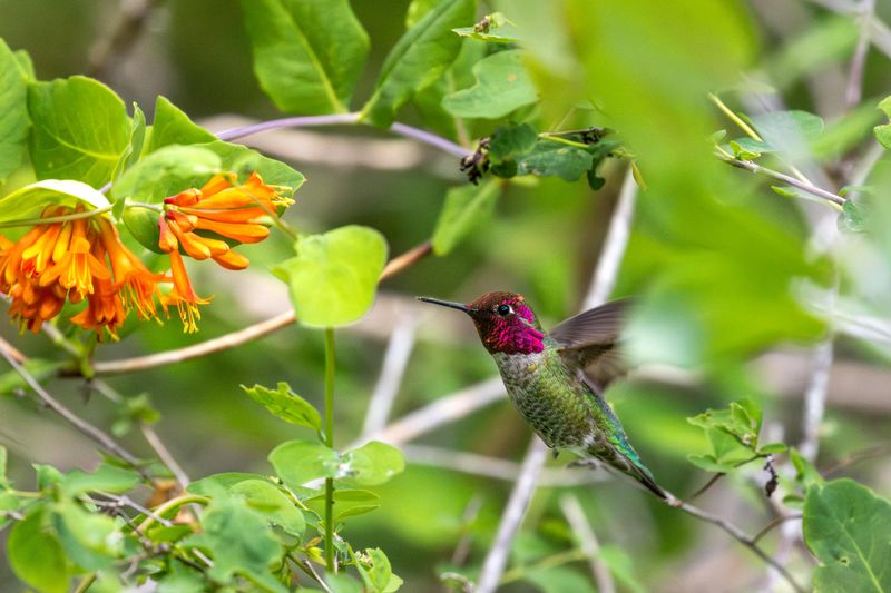 Nectar Flowers Keep Them Visiting Beyond Feeders Nectar Flowers Keep Them Visiting Beyond Feeders