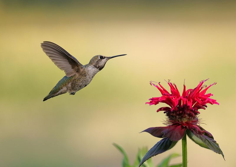 Nectar-Producing Flowers Are Feeding Your Visitors