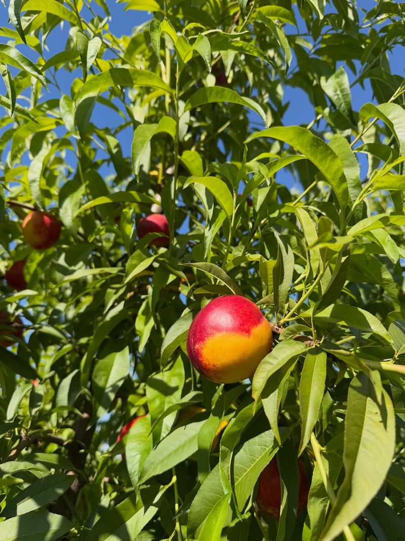 Nectarine Trees Can Be Tidied Before Extreme Heat Nectarine Trees Can Be Tidied Before Extreme Heat