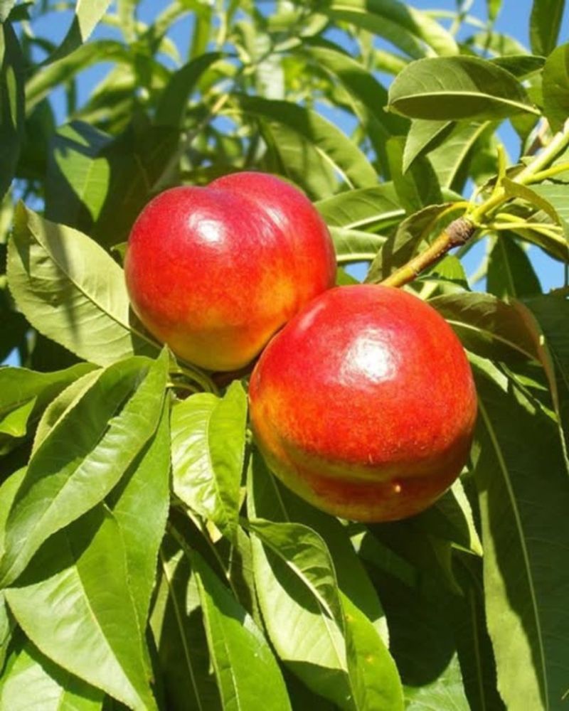 Nectarines Nectarines
