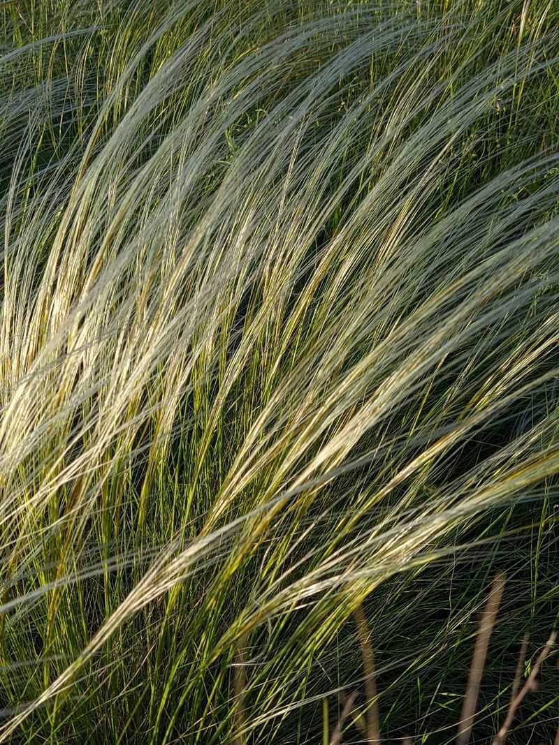 Needle-And-Thread Grass (Hesperostipa Comata)