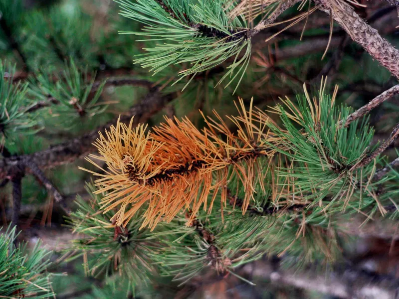 Needle Color Changes Can Point To Pine Trouble Needle Color Changes Can Point To Pine Trouble