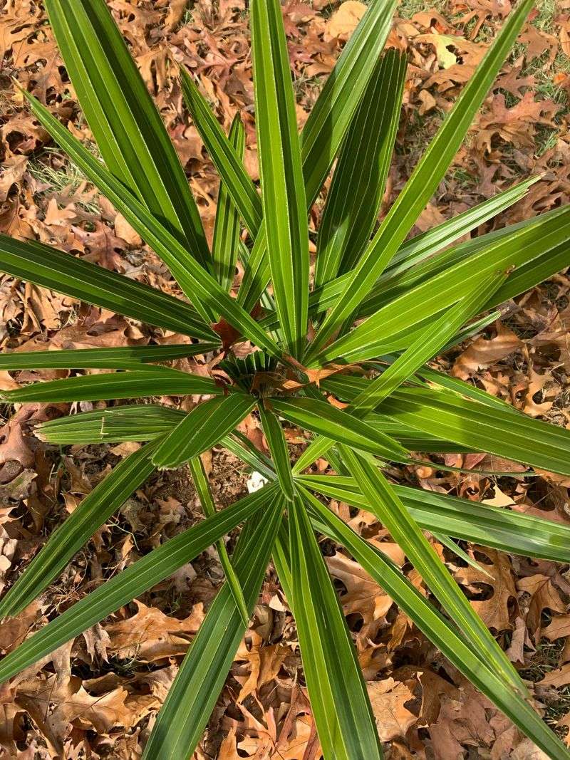 Needle Palm Handles Tight Spots With Slow Growth Needle Palm Handles Tight Spots With Slow Growth