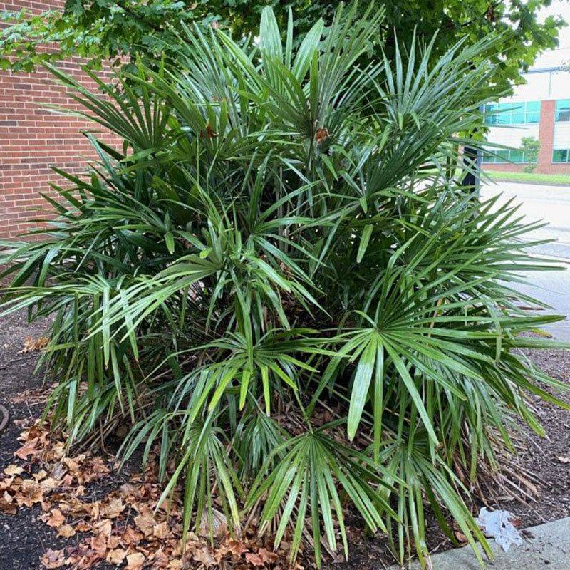 Needle Palm Stays Compact But Needs Space From Foot Traffic