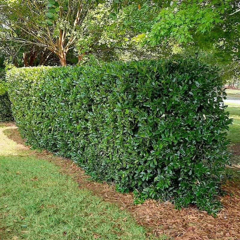 Needle Point Holly Forms A Thick Hedge