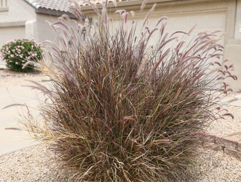 Neglected Ornamental Grasses Increase Shelter Neglected Ornamental Grasses Increase Shelter