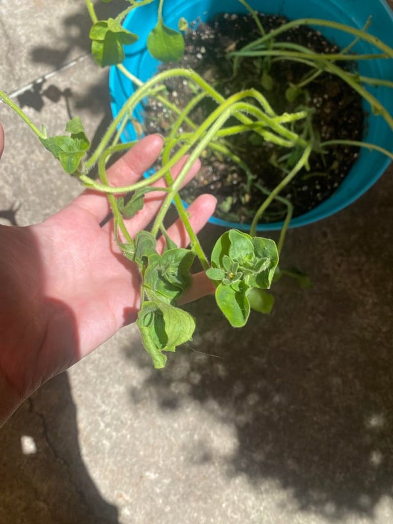 Neglecting Airflow Encourages Weak Stems