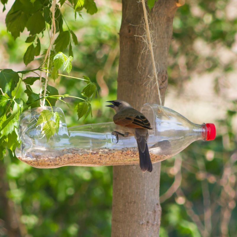Neglecting Beneficial Insect And Bird Habitats Neglecting Beneficial Insect And Bird Habitats