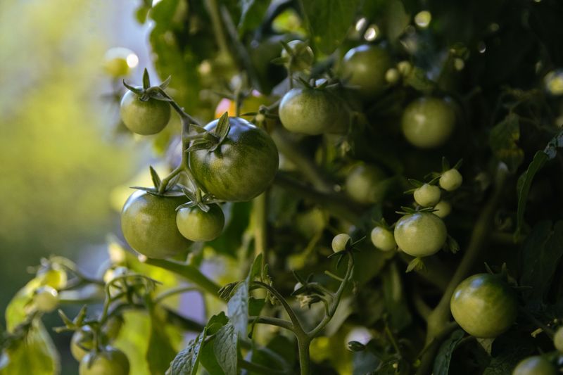 Neglecting Crop Rotation Neglecting Crop Rotation