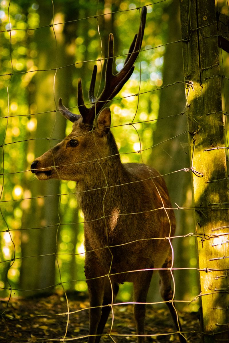 Neglecting Deer Fencing Neglecting Deer Fencing