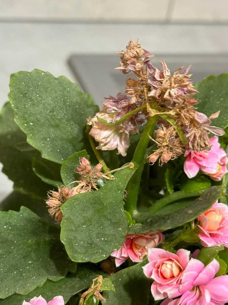 Neglecting Dry Flowers Neglecting Dry Flowers