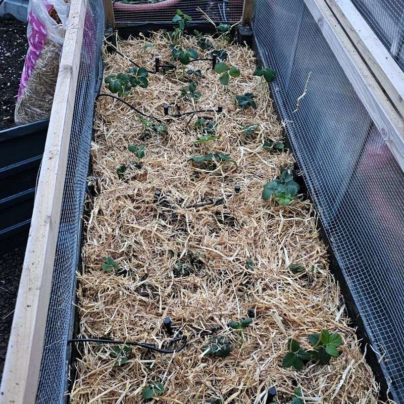 Neglecting Mulch