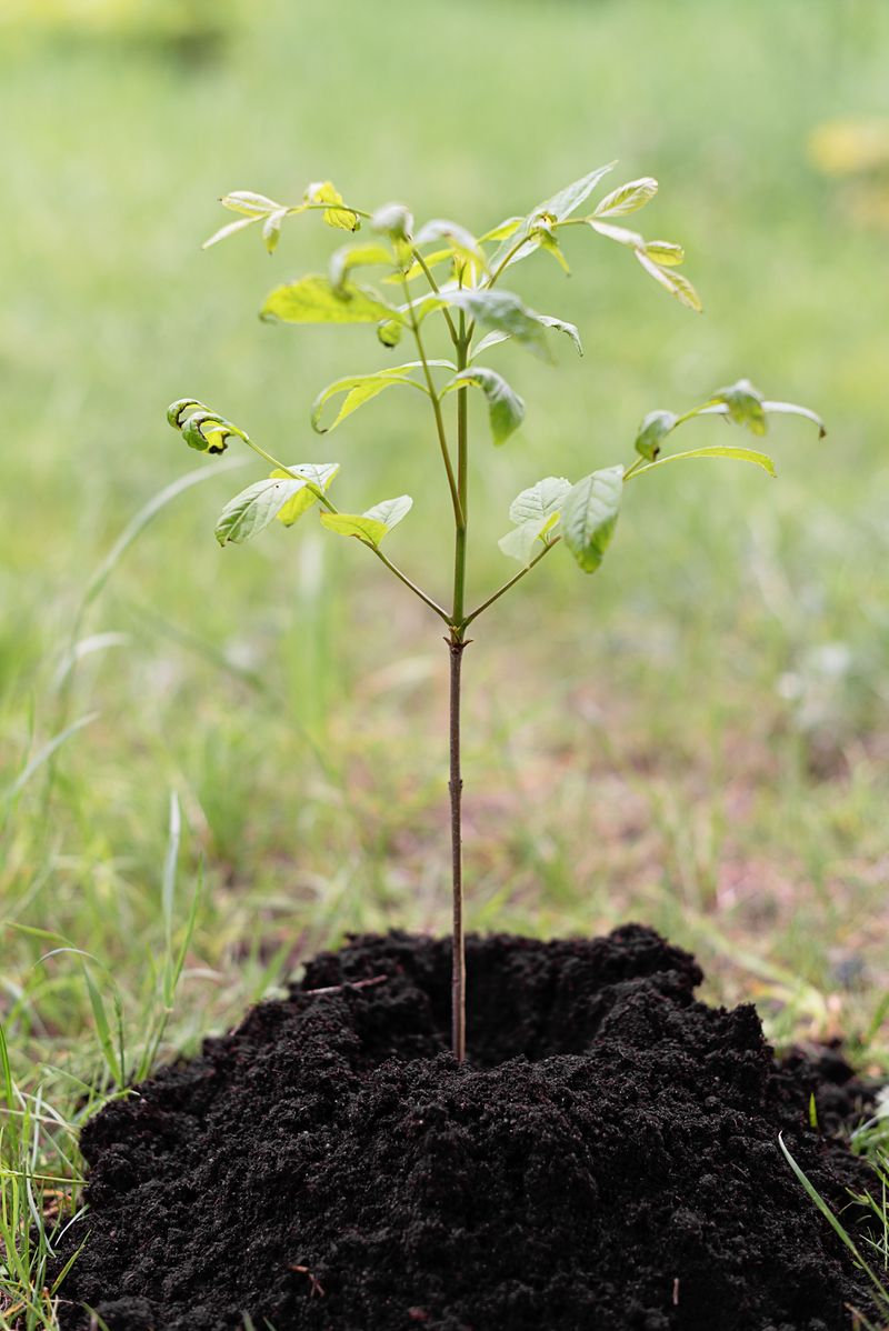 Neglecting Newly Planted Trees and Shrubs