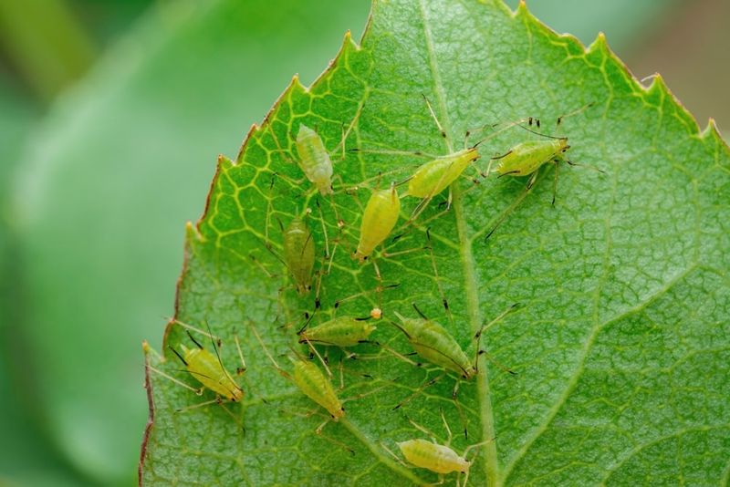 Neglecting Pest And Disease Prevention Neglecting Pest And Disease Prevention