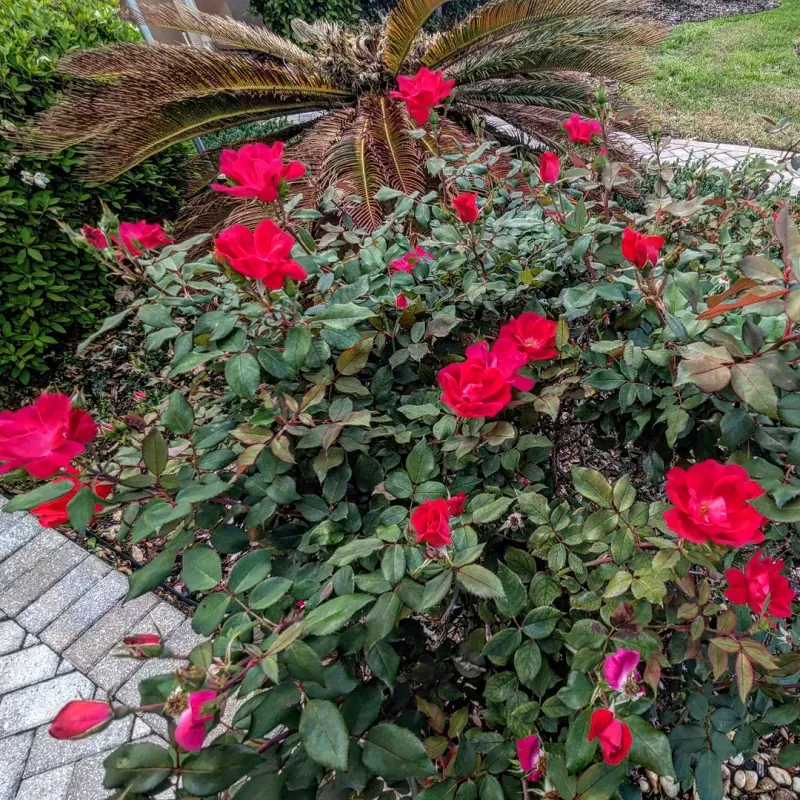 Neglecting Pruning Neglecting Pruning