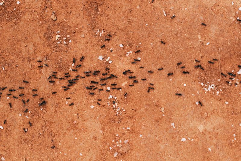 Neighboring Properties Keep Reintroducing Fire Ants