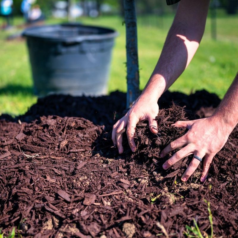 Neither One Stops Established Perennial Weeds
