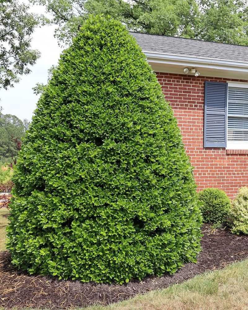 Nellie R. Stevens Holly Quickly Creates A Dense Screen