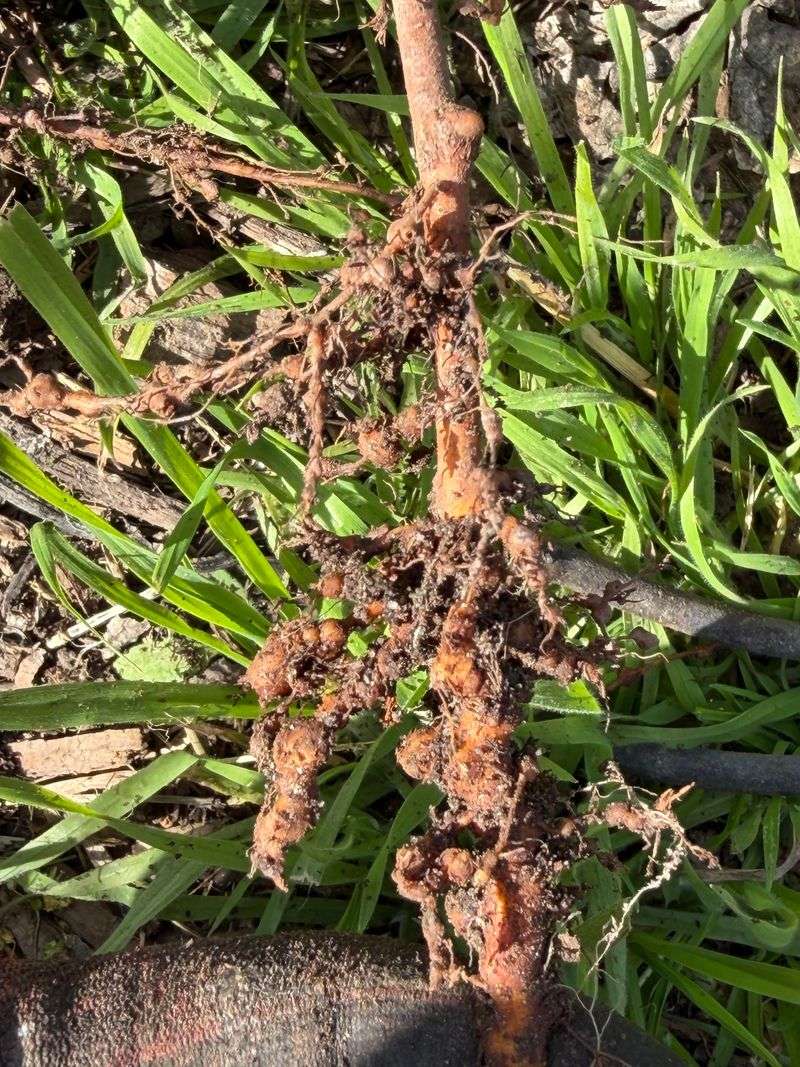 Nematode Checks Prevent Hidden Setbacks Nematode Checks Prevent Hidden Setbacks