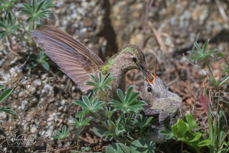 Nesting Changes Where They Spend Time Nesting Changes Where They Spend Time
