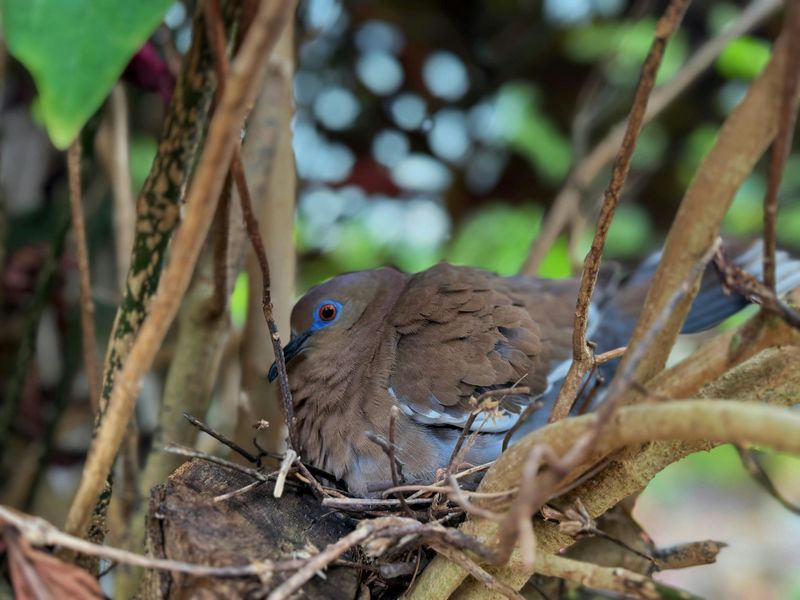 Nesting Habits You Might Notice In Your Yard