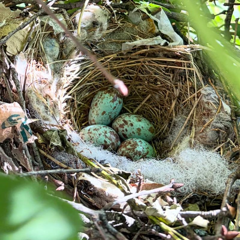 Nesting May Be Hidden In Dense Shrubs Nesting May Be Hidden In Dense Shrubs