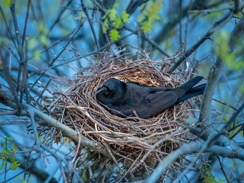 Nesting Or Roosting Activity