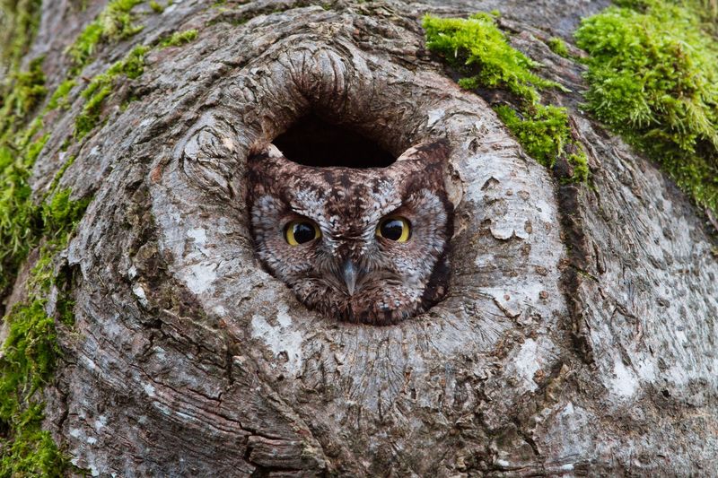 Nesting Or Roosting Habitat May Be Close Nesting Or Roosting Habitat May Be Close