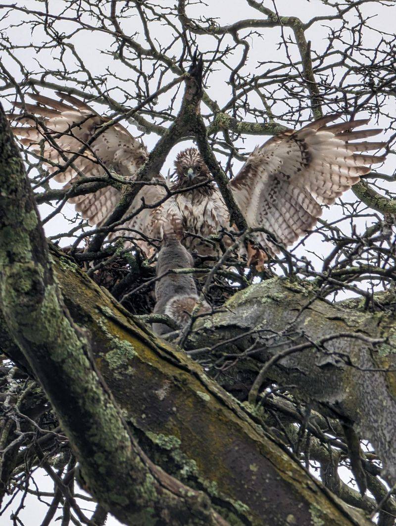Nesting Season Could Be Playing A Role Nesting Season Could Be Playing A Role