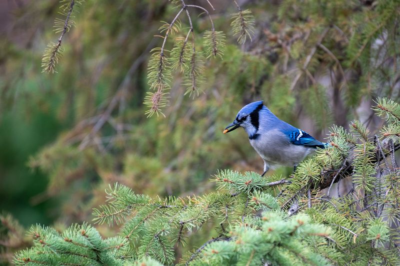 Nesting Season Drives A Sharp Rise In Mobbing Activity