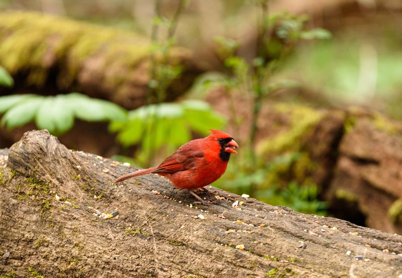 Nesting Season Is Actively Underway Nearby Nesting Season Is Actively Underway Nearby