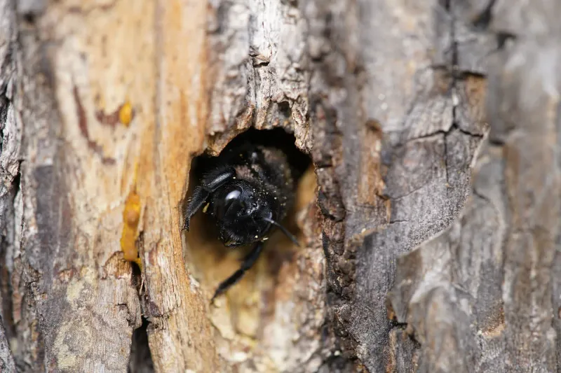 Nesting Sites Can Be Expanded Over Time Nesting Sites Can Be Expanded Over Time