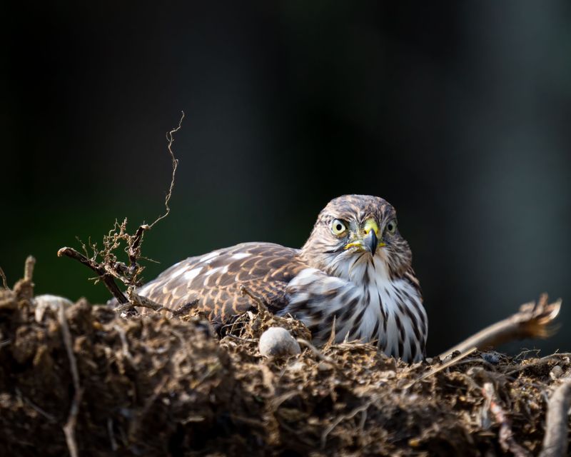Nesting Territory Is Being Actively Defended