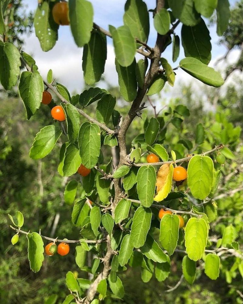 Netleaf Hackberry Handles Desert Conditions With Ease
