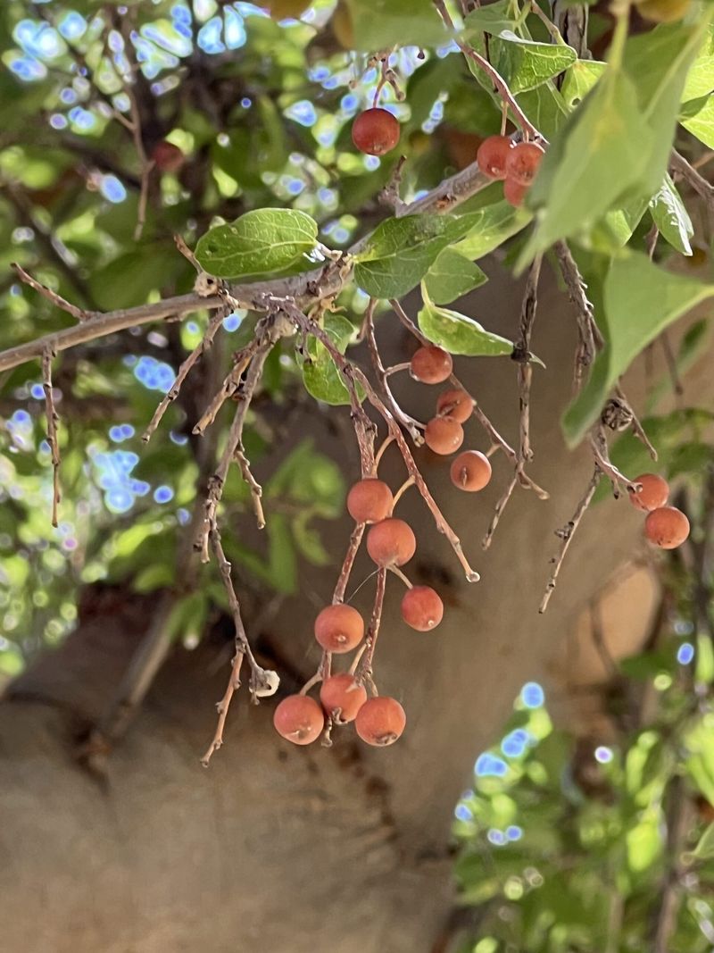 Netleaf Hackberry Supports Larger Wildlife-Friendly Yards