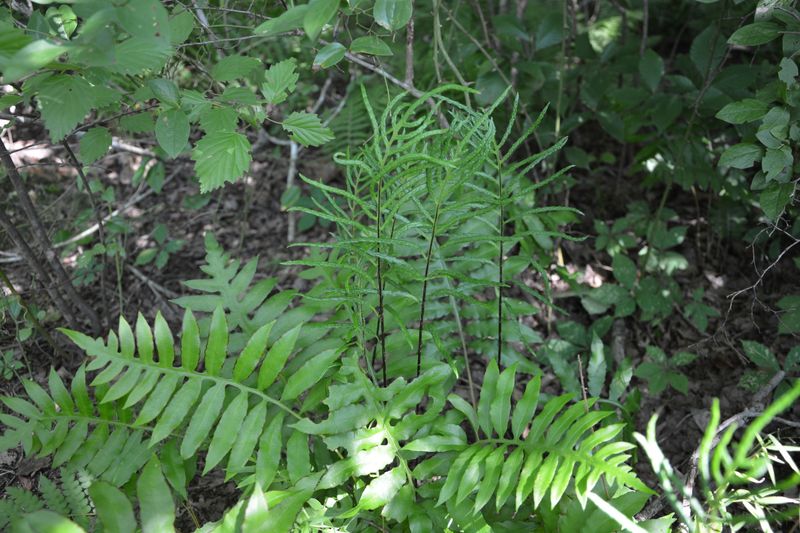 Netted Chain Fern Spreads Slowly And Neatly Netted Chain Fern Spreads Slowly And Neatly