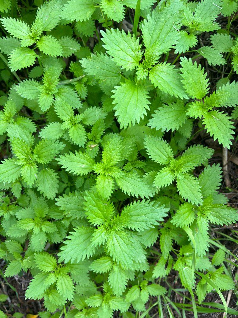 Nettles Add Green Material Fast