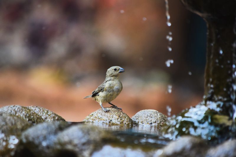 Never Adding Rocks Or Perches For Birds To Grip Onto