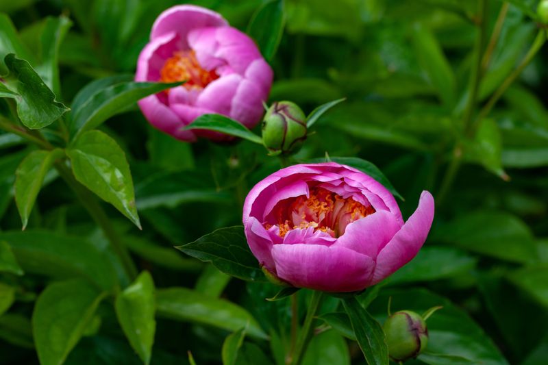 Never Cut Back Foliage In Summer